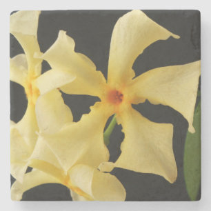 Dessous-de-verre En Pierre Star Jasmine Flower coastercnm