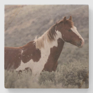 Dessous-de-verre En Pierre Stone Coaster_pinto stallion side