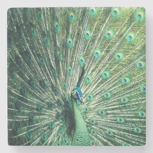 Dessous-de-verre En Pierre Strut Peacock (Devant)
