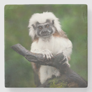 Dessous-de-verre En Pierre Super Cute Coton Top Tamarin Primate