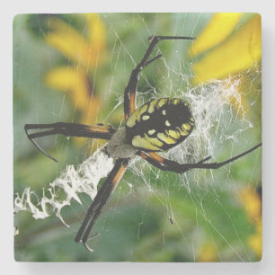 Dessous-de-verre En Pierre Superbe araignée orb dans une toile