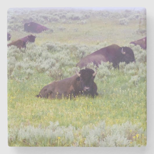 Dessous-de-verre En Pierre Tapis roulant de bison (Devant)