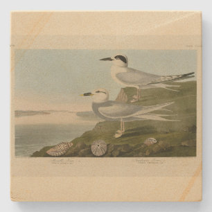Dessous-de-verre En Pierre Tern Audubon Birds of America de Havell et Trudeau