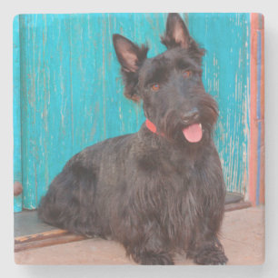 Dessous-de-verre En Pierre Terrier écossais assis près d'une porte colorée
