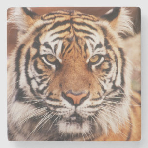 Dessous-de-verre En Pierre Tigre de Sumatra