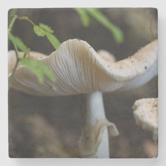 Dessous-de-verre En Pierre Toadstool parapluie (Devant)