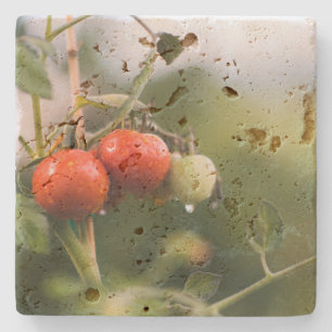 Dessous-de-verre En Pierre tomates mouillées sur la vigne