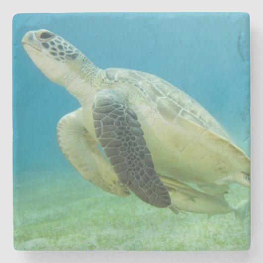Dessous-de-verre En Pierre Tortue (Devant)