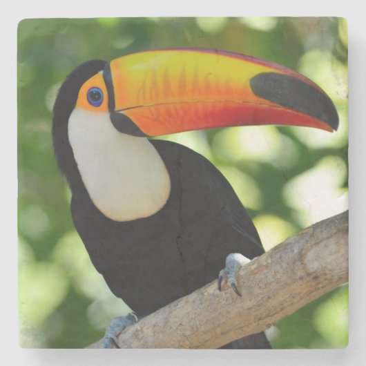 Dessous-de-verre En Pierre Toucan (Devant)