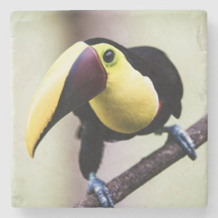Dessous-de-verre En Pierre Toucan du Costa Rica