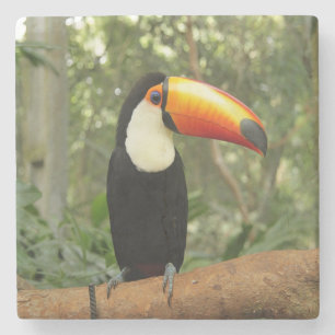 Dessous-de-verre En Pierre Toucan sur branche d'arbre