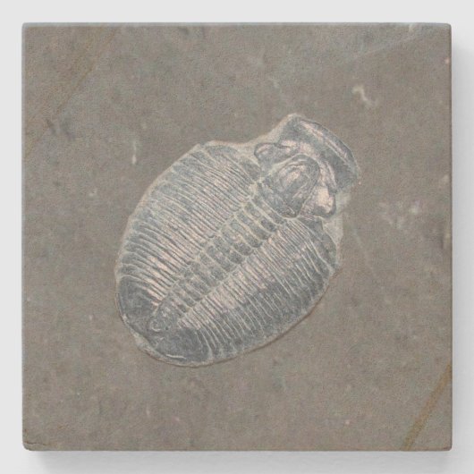 Dessous-de-verre En Pierre Trilobite Fossil (Devant)