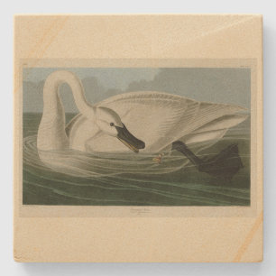 Dessous-de-verre En Pierre Trumpeter Swan