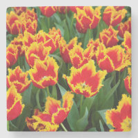Tulipa Fabio, Keukenhof, Pays-Bas