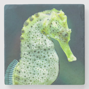 Dessous-de-verre En Pierre Un bel hippocampe de Knysna