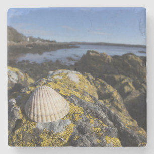 Dessous-de-verre En Pierre Un coquillage se repose sur une roche Dumfries,