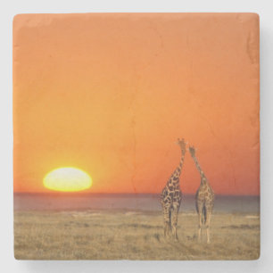 Dessous-de-verre En Pierre Un couple de girafe entre dans le coucher du