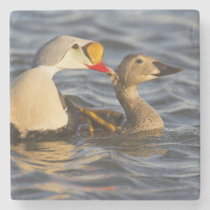 Dessous-de-verre En Pierre Un couple d'eiders à tête grise en parade nuptiale