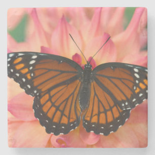 Dessous-de-verre En Pierre Un imitateur du monarque papillon