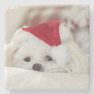 Dessous-de-verre En Pierre Un mignon chien blanc dans un Casquette de Noël ro