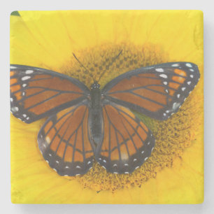 Dessous-de-verre En Pierre Un papillon vice-roi Limenitis Archippus