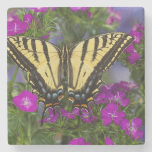 Dessous-de-verre En Pierre Un papillon vice-roi sur des fleurs rose foncé