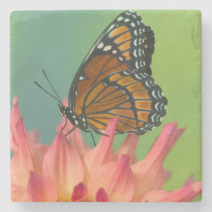 Dessous-de-verre En Pierre Un papillon vice-roi sur une zinnia
