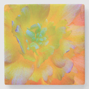 Dessous-de-verre En Pierre Une fleur de begonia lumineuse à contre-jour