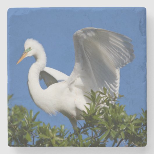 Dessous-de-verre En Pierre USA, Floride, St. Augustine, Aigrette (Devant)