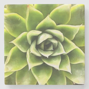 Dessous-de-verre En Pierre Vert Succulent Gros Plan Cactus