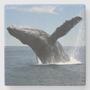 Dessous-de-verre En Pierre Violation adulte de baleine de bosse