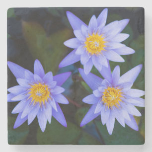 Dessous-de-verre En Pierre Vue rapprochée de la belle fleur de Lotus pourpre