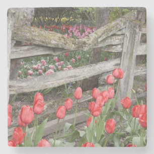 Dessous-de-verre En Pierre WA, Vallée de Skagit, Roozengaarde Tulip Garden,