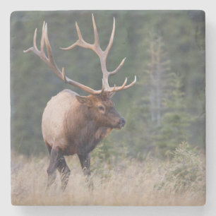 Dessous-de-verre En Pierre Wapiti des Montagnes Rocheuses