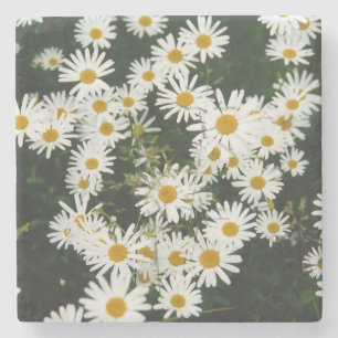 Dessous-de-verre En Pierre White Oxeye Daisy Meadow