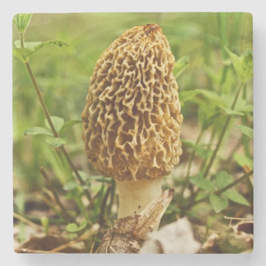 Dessous-de-verre En Pierre Yellow Morel Mushrom (Devant)