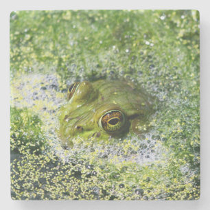 Dessous-de-verre En Pierre Yeux de grenouille dans un étang