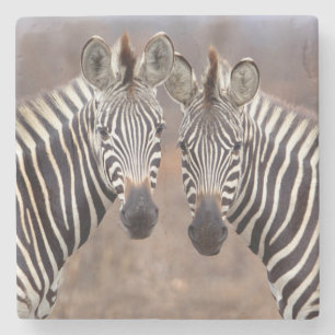 Dessous-de-verre En Pierre Zèbres des plaines, parc national Kruger