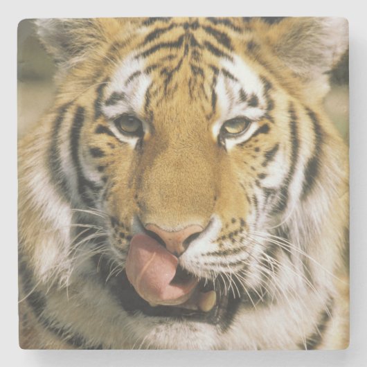 Dessous-de-verre En Pierre Zoo de Tiger Michigan (Devant)