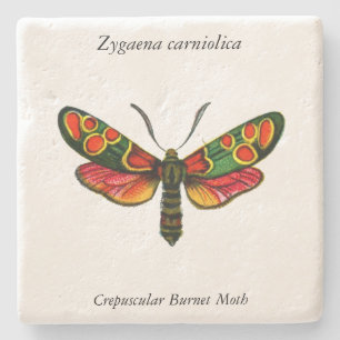 Dessous-de-verre En Pierre Zygaena carniolica - La teigne de Burnet Crepuscul