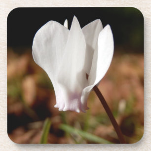 Dessous de verre en plastique dur à cyclamen blanc