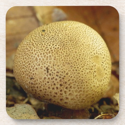 Dessous de verre en plastique dur du champignon Le (Devant)