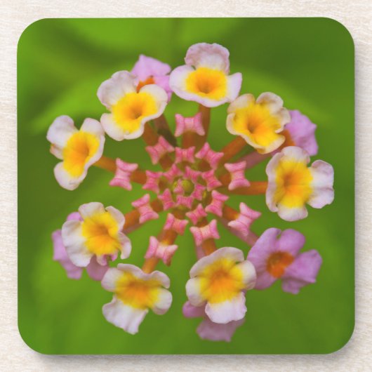 Dessous de verre en plastique durs de fleur (Devant)