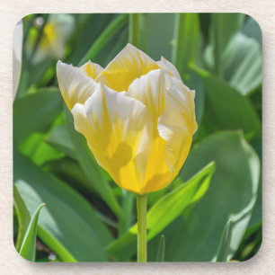 Dessous de verre en plastique durs de tulipe jaune