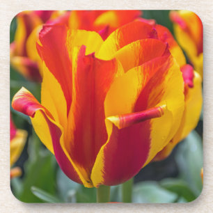 Dessous de verre en plastique durs de tulipes de