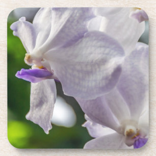 Dessous de verre en plastique durs d'orchidées
