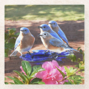 Dessous-de-verre En Verre 050 d'oiseaux bleus dessous de verre en verre pour