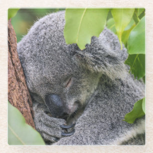 Dessous-de-verre En Verre Adorable Sleeping Young Ours Koala