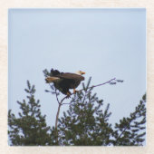 Dessous-de-verre En Verre Aigle de Bald (Devant)