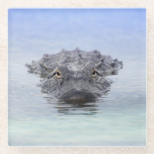 Dessous-de-verre En Verre Alligator d'Amérique – Circuit touristique fauniqu